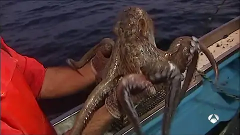 PULPO PULPO