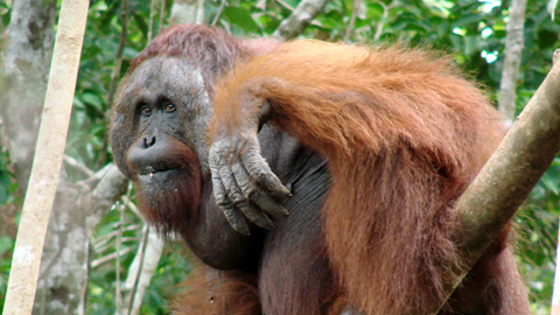 La nueva especie de orangután La nueva especie de orangután