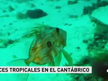 peces peces