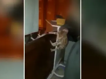 LANZAN UN GATO POR LA VENTANA A 15 METROS DE ALTURA LANZAN UN GATO POR LA VENTANA A 15 METROS DE ALTURA