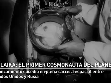 60 años desde el lanzamiento de la perra Laika al espacio 60 años desde el lanzamiento de la perra Laika al espacio