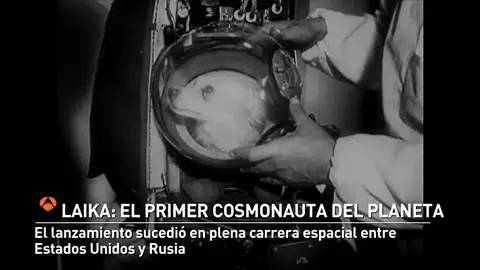 60 años desde el lanzamiento de la perra Laika al espacio 60 años desde el lanzamiento de la perra Laika al espacio
