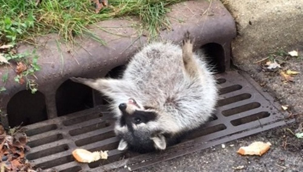 Un mapache se queda atrapado en una alcantarilla