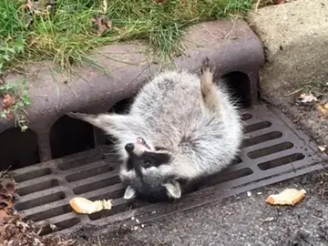 Un mapache se queda atrapado en una alcantarilla Un mapache se queda atrapado en una alcantarilla
