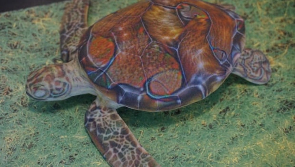Imagen de la tortuga empleada por los investigadores del MIT