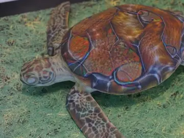 Imagen de la tortuga empleada por los investigadores del MIT Imagen de la tortuga empleada por los investigadores del MIT