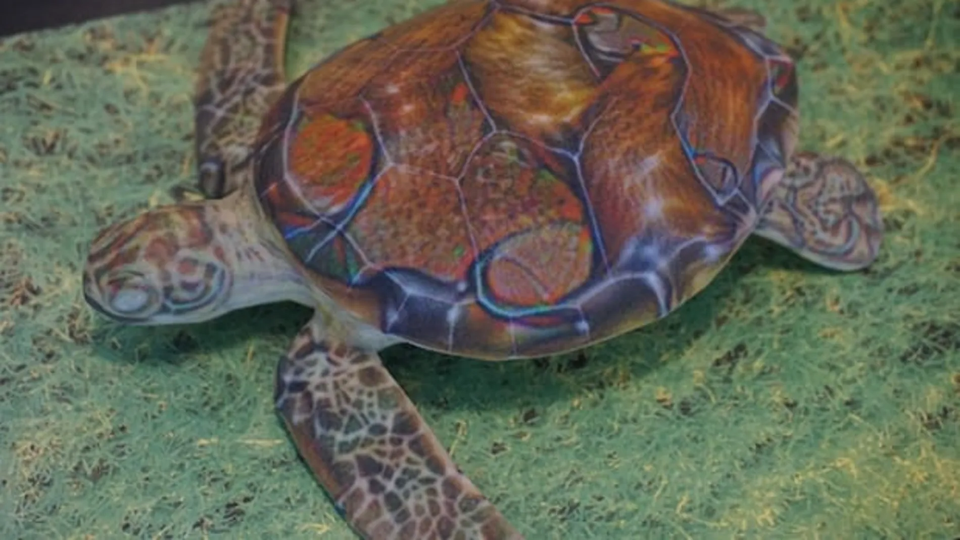 Imagen de la tortuga empleada por los investigadores del MIT Imagen de la tortuga empleada por los investigadores del MIT