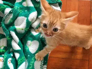 Buscan casa para un pequeño gato Buscan casa para un pequeño gato