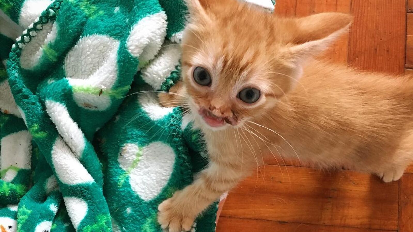 Un centro de acogida busca hogar para un gato que perdió el hocico