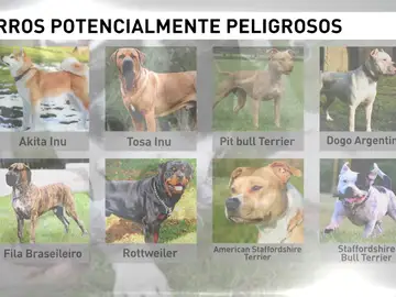 Los perros peligrosos deben llevar bozal y sin correa extensible Los perros peligrosos deben llevar bozal y sin correa extensible