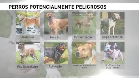 Los perros peligrosos deben llevar bozal y sin correa extensible Los perros peligrosos deben llevar bozal y sin correa extensible