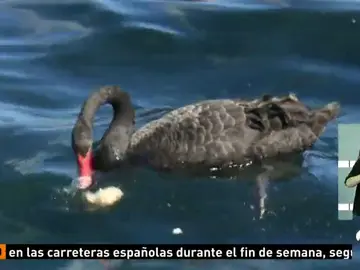 CISNE CISNE