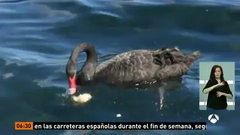 CISNE CISNE