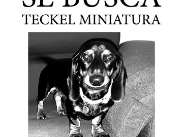 Lonchas, el perro desaparecido en Alcalá de Henares Lonchas, el perro desaparecido en Alcalá de Henares