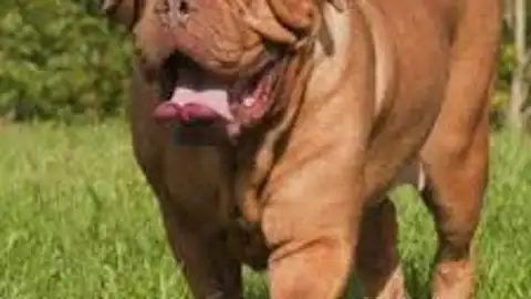 dogo de burdeos 2 perros dogo de burdeos
