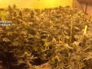 46 detenidos por cultivar marihuana en la Málaga