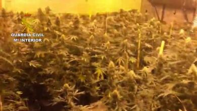46 detenidos por cultivar marihuana en la Málaga