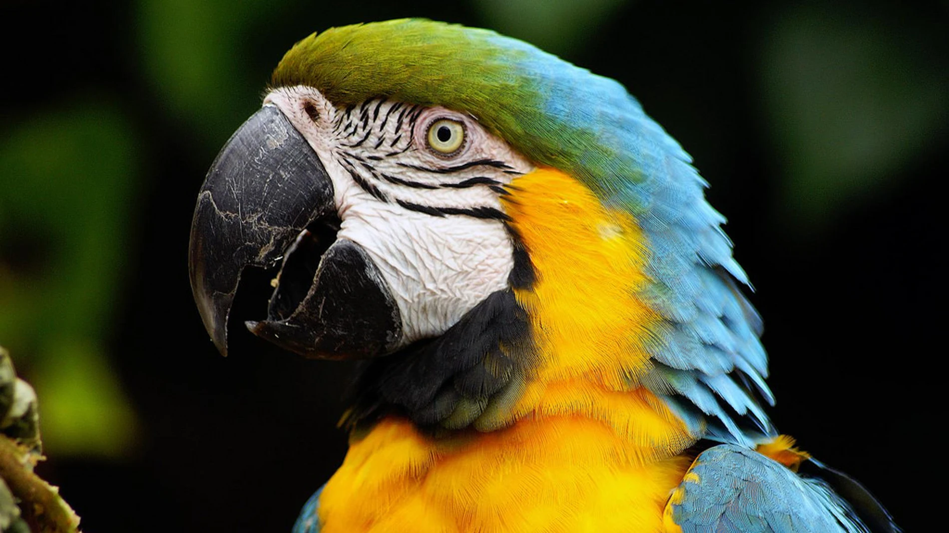 Loros Loros