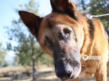 Alan, el perro ciego abandonado en Almería Alan, el perro ciego abandonado en Almería