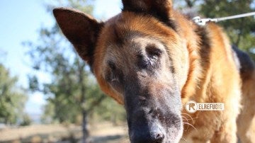 Alan, el perro ciego abandonado en Almería