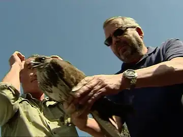 Dos águilas recuperadas, una estaba en coma tras un disparo y la otra fue envenenada, vuelven hoy a volar Dos águilas recuperadas, una estaba en coma tras un disparo y la otra fue envenenada, vuelven hoy a volar