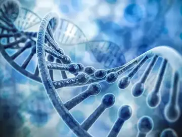 Un nuevo metodo acelera el mapeo de genes en la materia oscura del ADN Un nuevo metodo acelera el mapeo de genes en la materia oscura del ADN