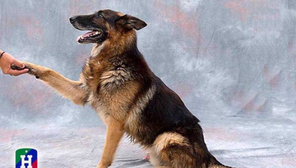 Thor, uno de los perros adoptados este año