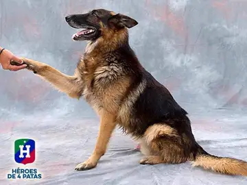 Thor, uno de los perros adoptados este año Thor, uno de los perros adoptados este año
