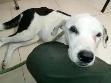 Nube Viajera, la perrita que murió de pena tras ser abandonada Nube Viajera, la perrita que murió de pena tras ser abandonada