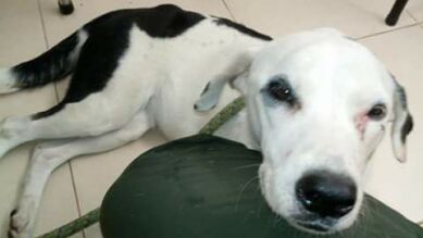 Nube Viajera, la perrita que murió de pena tras ser abandonada en un aeropuerto