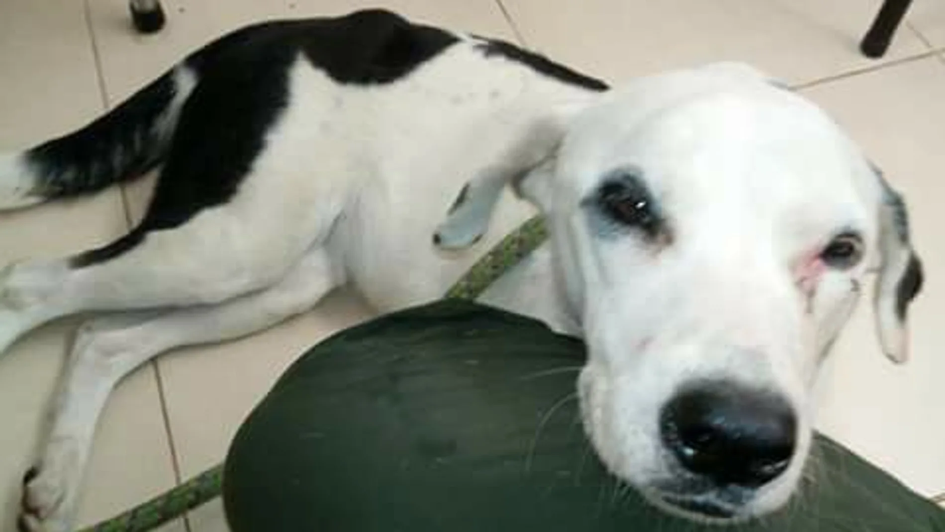 Nube Viajera, la perrita que murió de pena tras ser abandonada Nube Viajera, la perrita que murió de pena tras ser abandonada