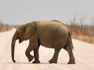 Elefante Elefante