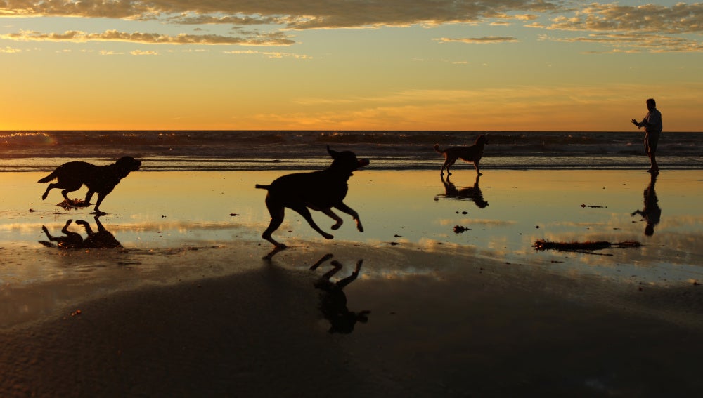 Perros corriendo