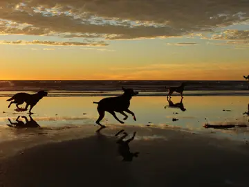 Perros corriendo Perros corriendo