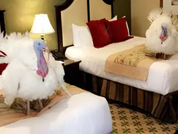 Pavos trump Pavos trump