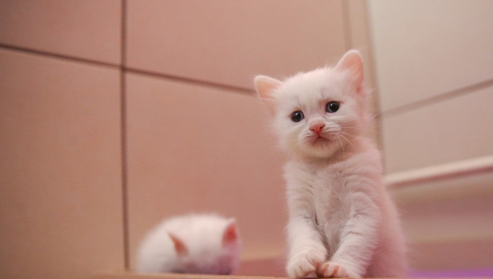 Gato blanco