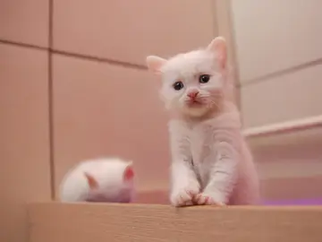 Gato blanco Gato blanco