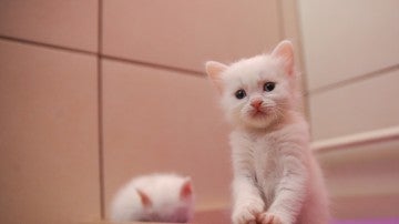 Gato blanco