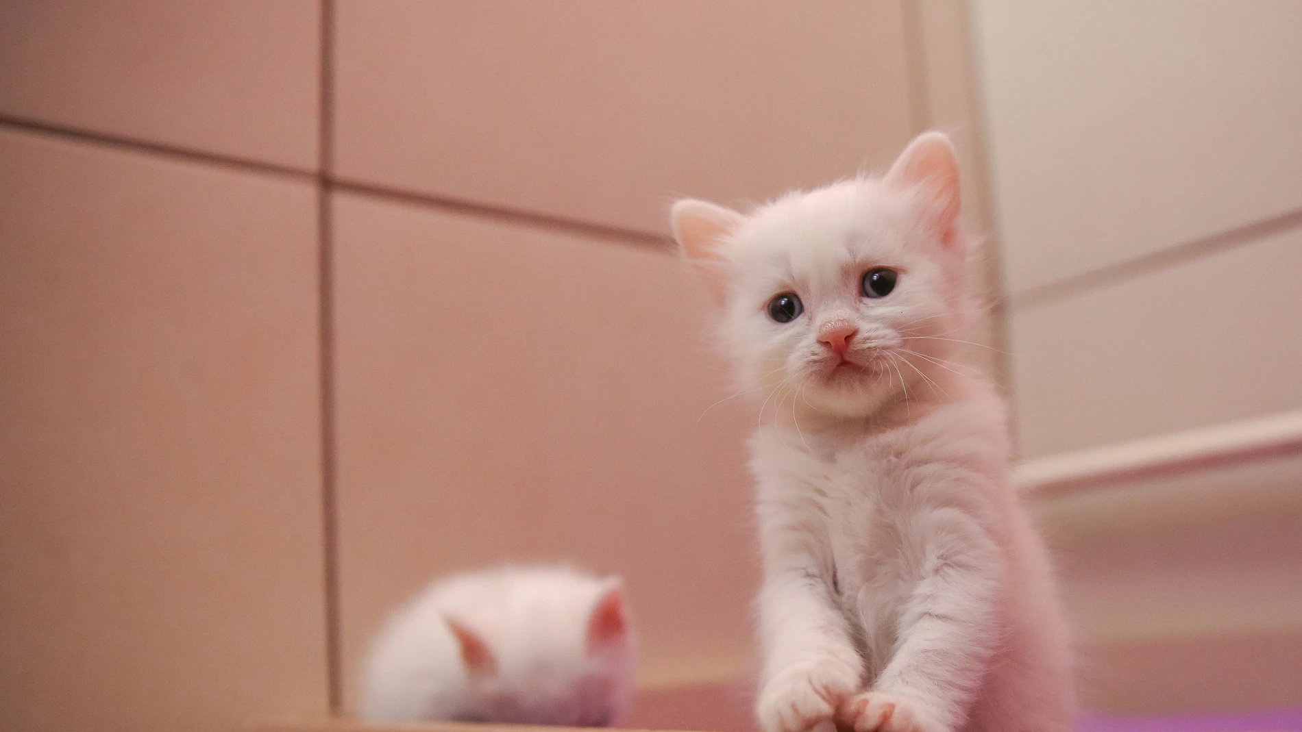 Gato blanco Gato blanco