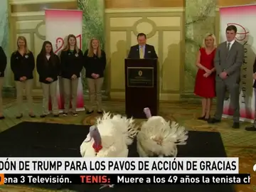 Llegan a Washington y se alojan en un lujoso hotel los dos pavos que indultará Trump por la fiesta de Acción de Gracias Llegan a Washington y se alojan en un lujoso hotel los dos pavos que indultará Trump por la fiesta de Acción de Gracias