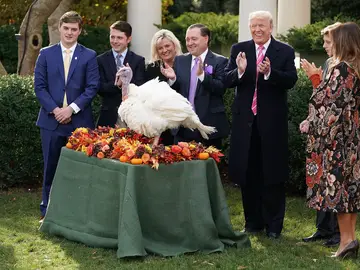 Uno de los pavos indultados por Trump Uno de los pavos indultados por Trump