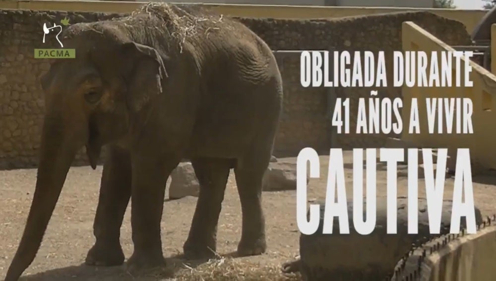 Flavia, la única elefante que vive sola en el zoo de Córdoba