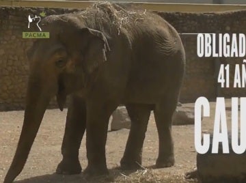 Flavia, la única elefante que vive sola en el zoo de Córdoba