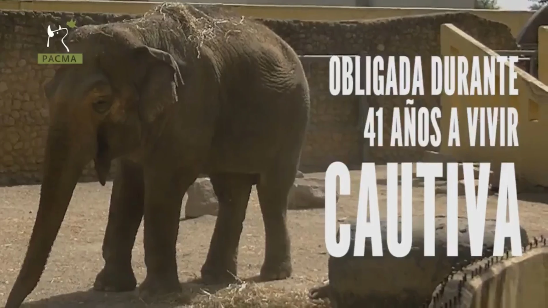 Flavia, la única elefante que vive sola en el zoo de Córdoba Flavia, la única elefante que vive sola en el zoo de Córdoba