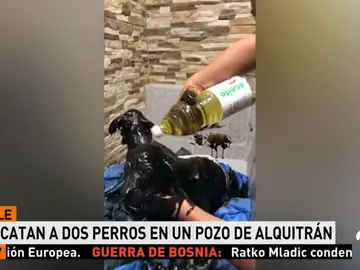 Un peluquero hace un llamamiento desesperado para que le ayuden a quitar el alquitrán a dos cachorros encontrados en un pozo Un peluquero hace un llamamiento desesperado para que le ayuden a quitar el alquitrán a dos cachorros encontrados en un pozo