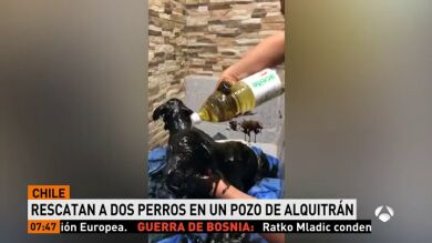 Un peluquero hace un llamamiento desesperado para que le ayuden a quitar el alquitrán a dos cachorros encontrados en un pozo