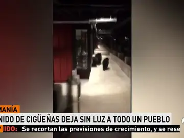 Policías descubren a tres osos intentando entrar en un centro comercial en Tahoe, California Policías descubren a tres osos intentando entrar en un centro comercial en Tahoe, California