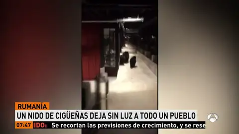 Policías descubren a tres osos intentando entrar en un centro comercial en Tahoe, California Policías descubren a tres osos intentando entrar en un centro comercial en Tahoe, California