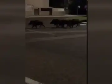 Una manada de jabalíes se acerca a la playa de Gandía Una manada de jabalíes se acerca a la playa de Gandía