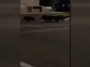 Una manada de jabalíes se acerca a la playa de Gandía Una manada de jabalíes se acerca a la playa de Gandía